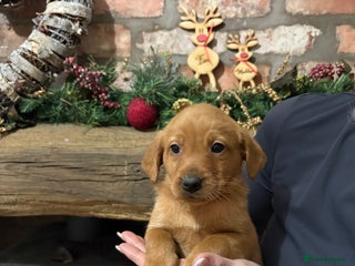 Labradoodle dogs Fully Health Tested Labradoodles F1B Deep Fox Red - Advert 1