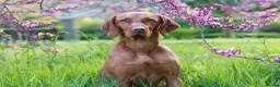 Hungarian Vizsla dogs for sale: High Quality Hungarian Vizsla Puppies - 2 boys - Advert 20