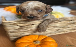 Cavapoo dogs for sale: Toy Cavapoo Puppies - Image 4