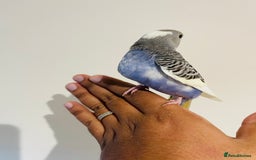 Budgerigars birds for sale: Hand reared budgies for sale  - Image 2