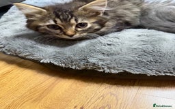 Persian cats for sale: Gorgeous Persian Cross Kittens - Image 17