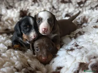 Miniature Dachshund dogs Beautiful Miniature Dachshund Puppies - Advert 1