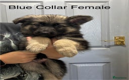 German Shepherd dogs for sale: 7 Beautiful Straight Backed German Shepherds💙🩷 - Image 3