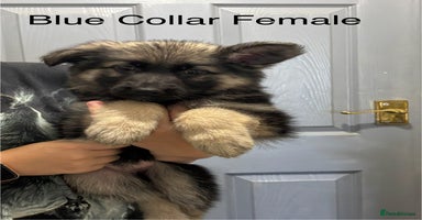German Shepherd dogs - Advert 2