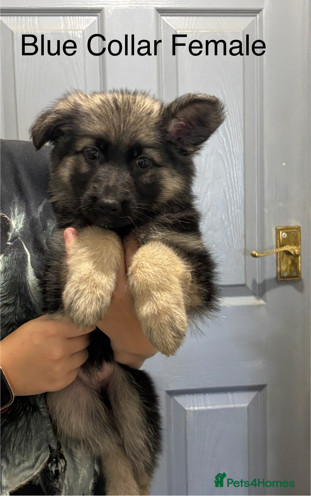 German Shepherd dogs for sale: 7 Beautiful Straight Backed German Shepherds💙🩷 - Image 3