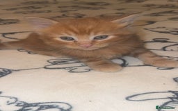 Maine Coon cats for sale: 3 kittens 3/4 maincoone  - Image 3