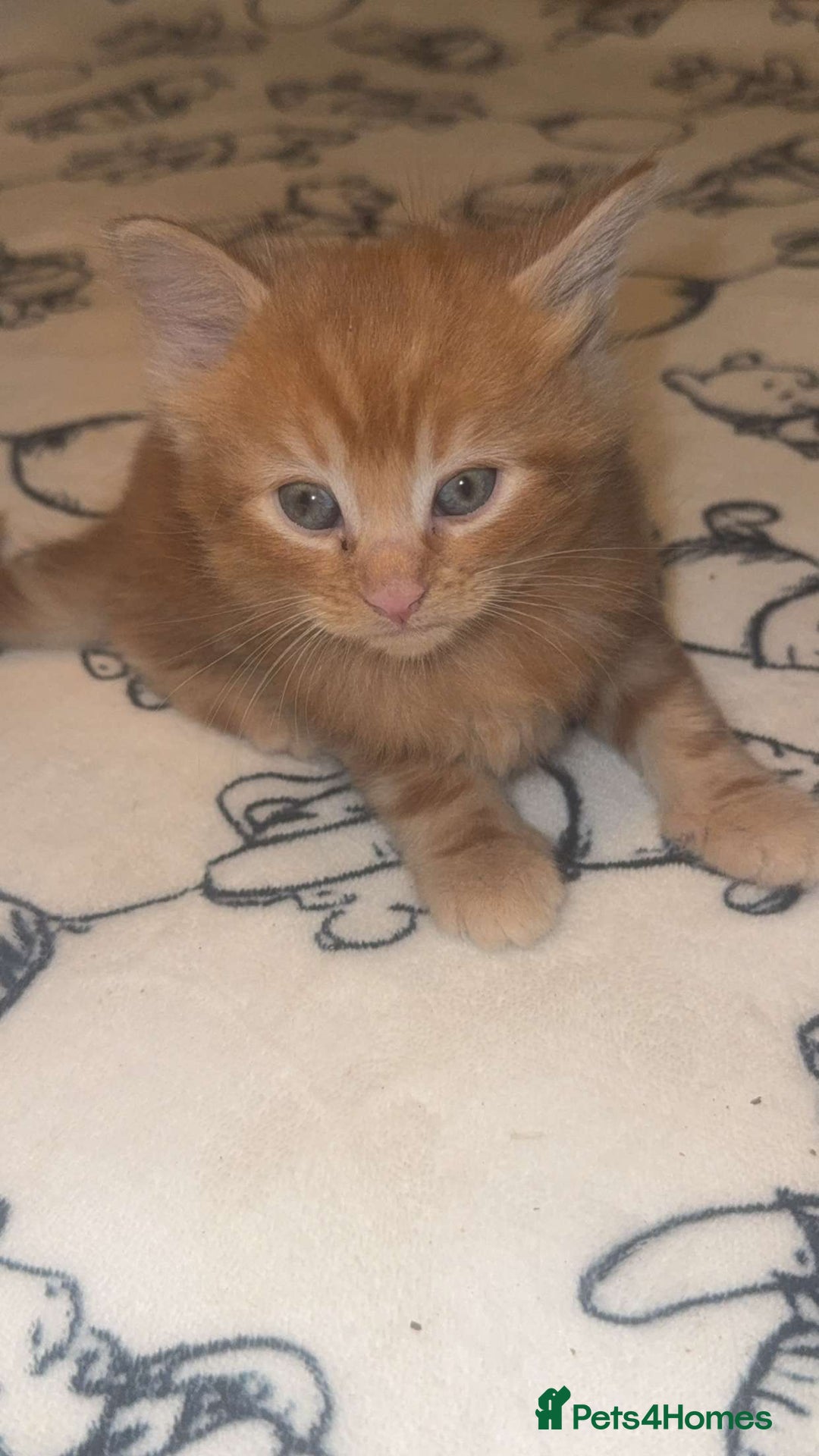 Maine Coon cats for sale: 3 kittens 3/4 maincoone  - Image 3