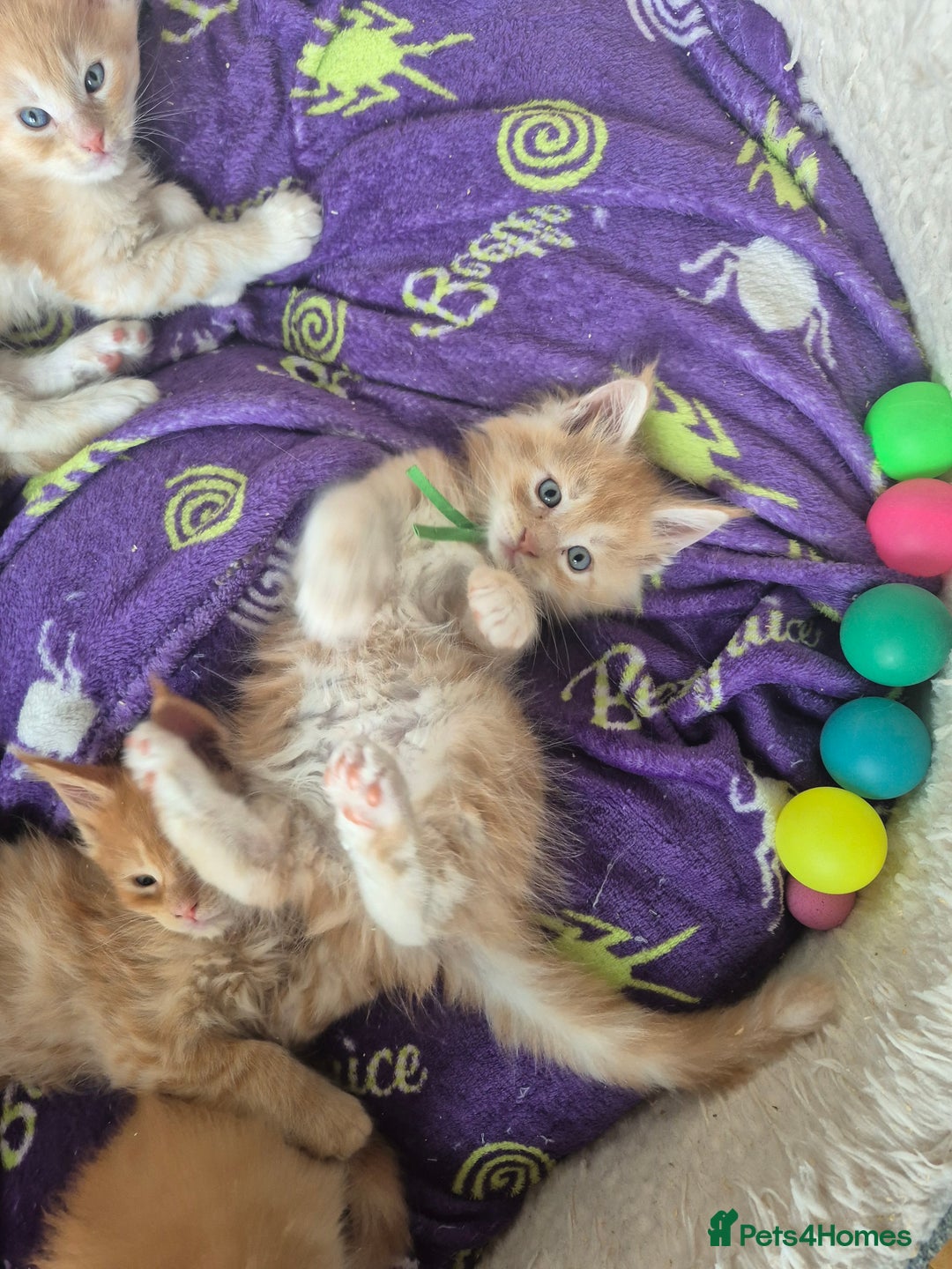 Maine Coon cats for sale: Gorgeous maine coon kittens - Image 9