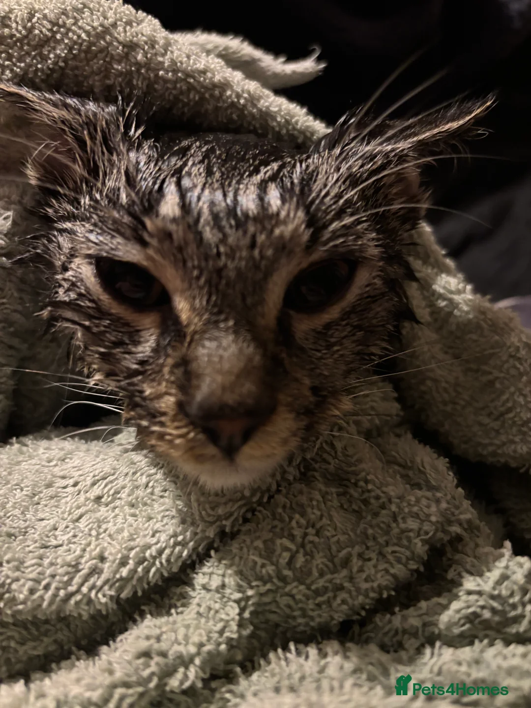 Mixed Breed cats for sale: 3 cats for sale  - Advert 4