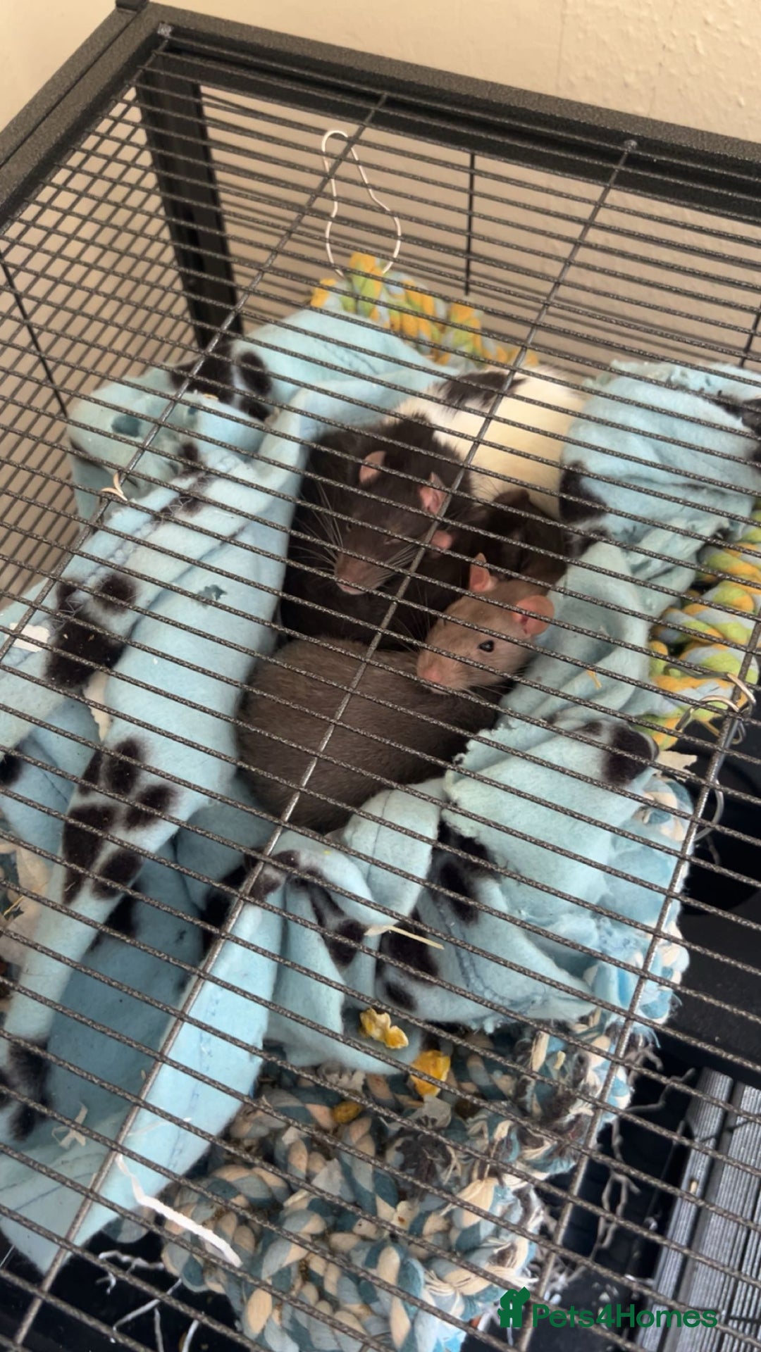 Rat rodents for sale: Luna, Hazel, Remi and Rio - Advert 4