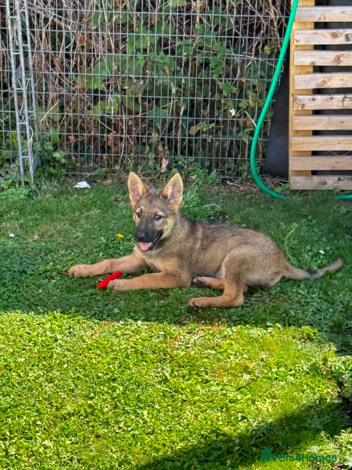 German Shepherd dogs Beautiful 3 month old female German shepherd  - Advert 1