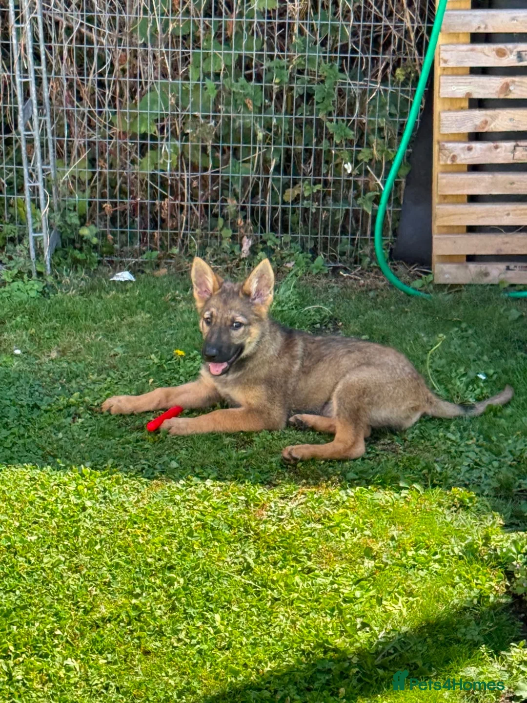 German Shepherd dogs for sale: Beautiful 3 month old female German shepherd  in Stratford-upon-Avon - Advert 1