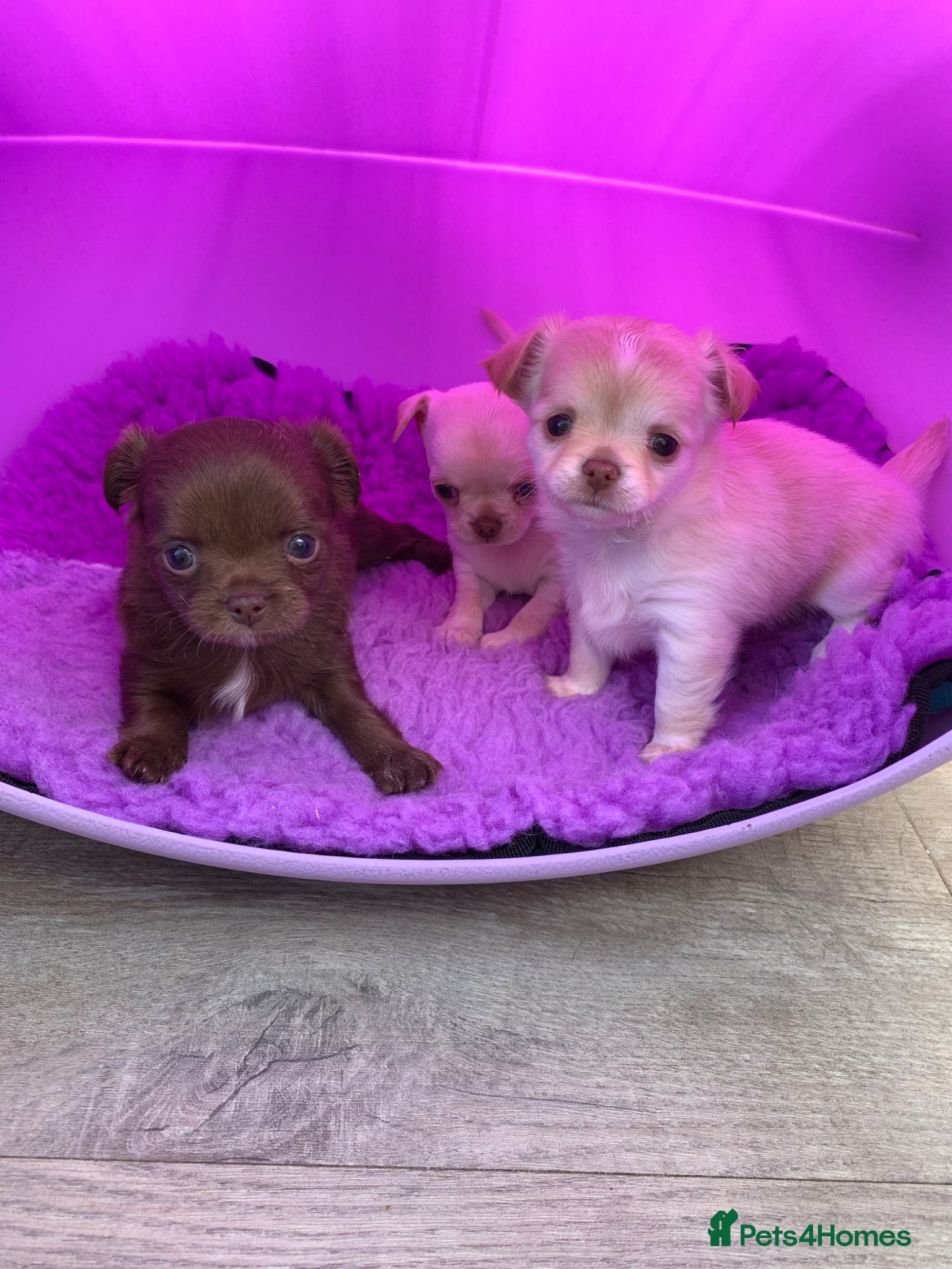 Chihuahua dogs 5* LICENSED. Gorgeous KC Chihuahua GIRLS - Advert 12