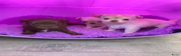 Chihuahua dogs for sale: 5* LICENSED. Gorgeous KC Chihuahua GIRLS - Advert 19
