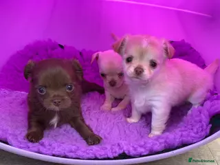 Chihuahua dogs 5* LICENSED. Gorgeous KC Chihuahua GIRLS - Advert 5