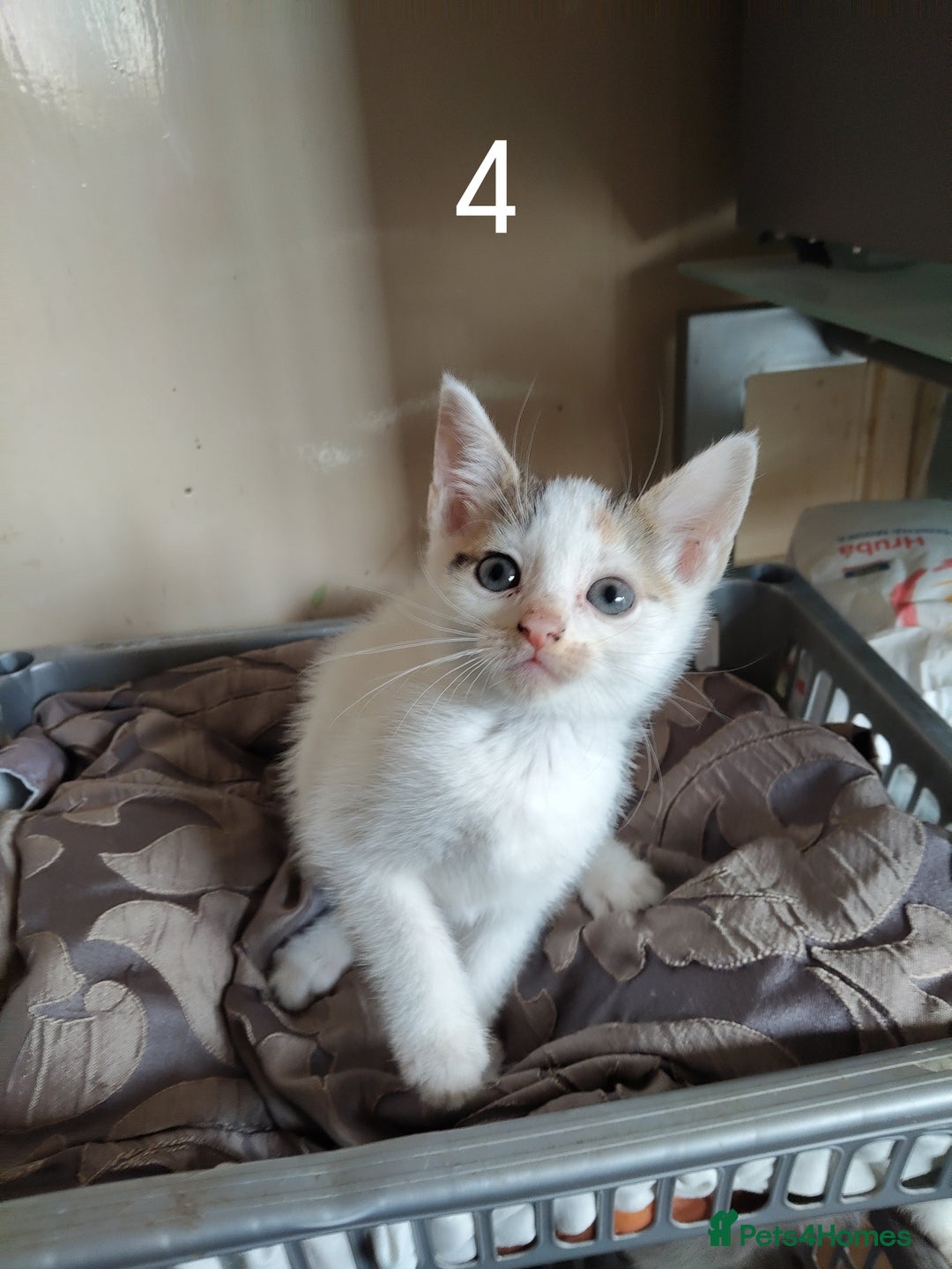 Mixed Breed cats for sale: Kitten for sale(20£) - Image 4