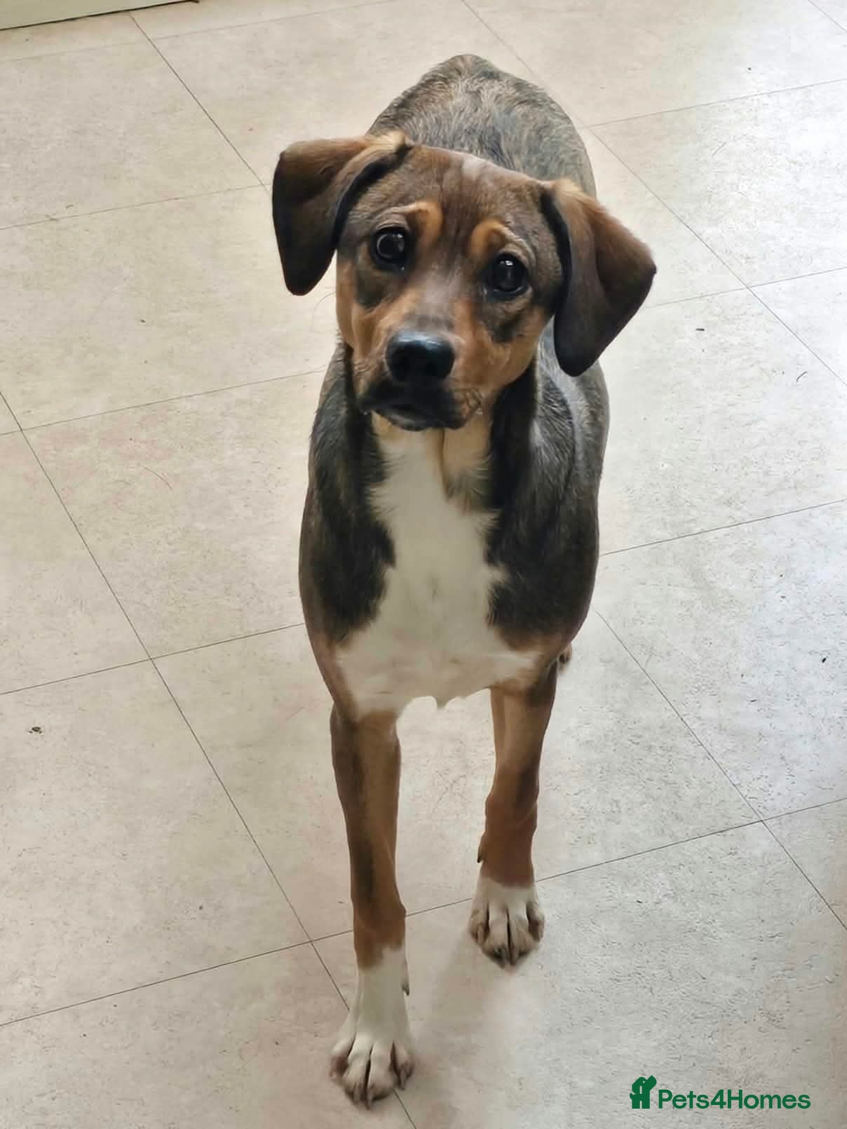 Mixed Breed dogs for adoption: Busy Tizzy – 5 Months of Fun, Love & Mischief! - Advert 11