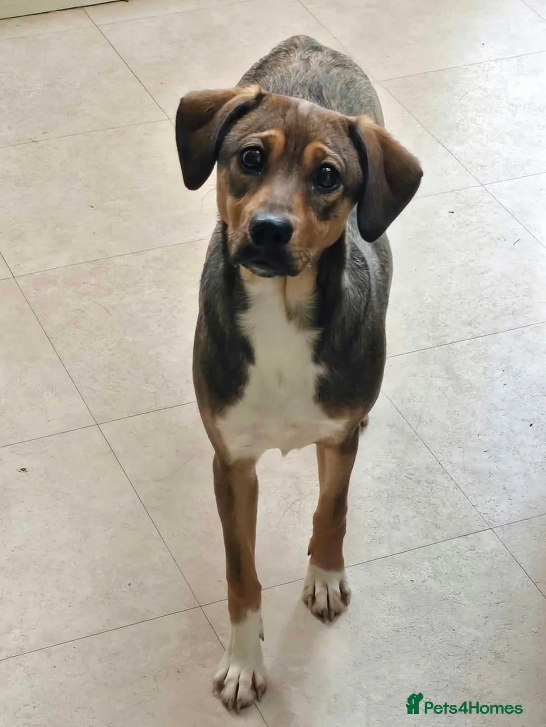 Mixed Breed dogs for adoption: Busy Tizzy – 5 Months of Fun, Love & Mischief! in Kidderminster - Advert 1