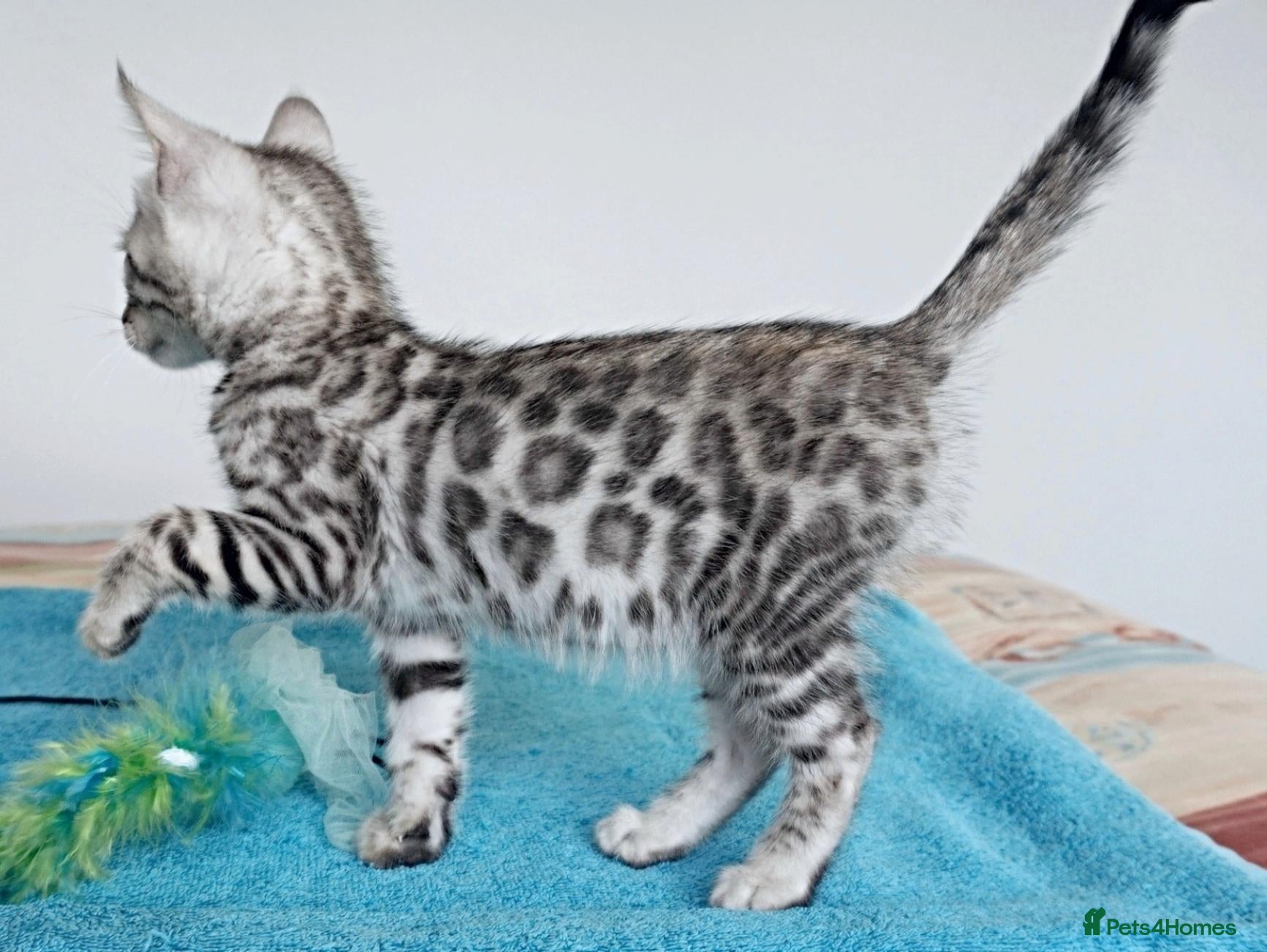 Bengal cats Silver Black Rosette Bengal Kitten - Advert 18