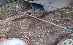 Pheasants poultry for sale: lady amherst pheasant  - Image 9