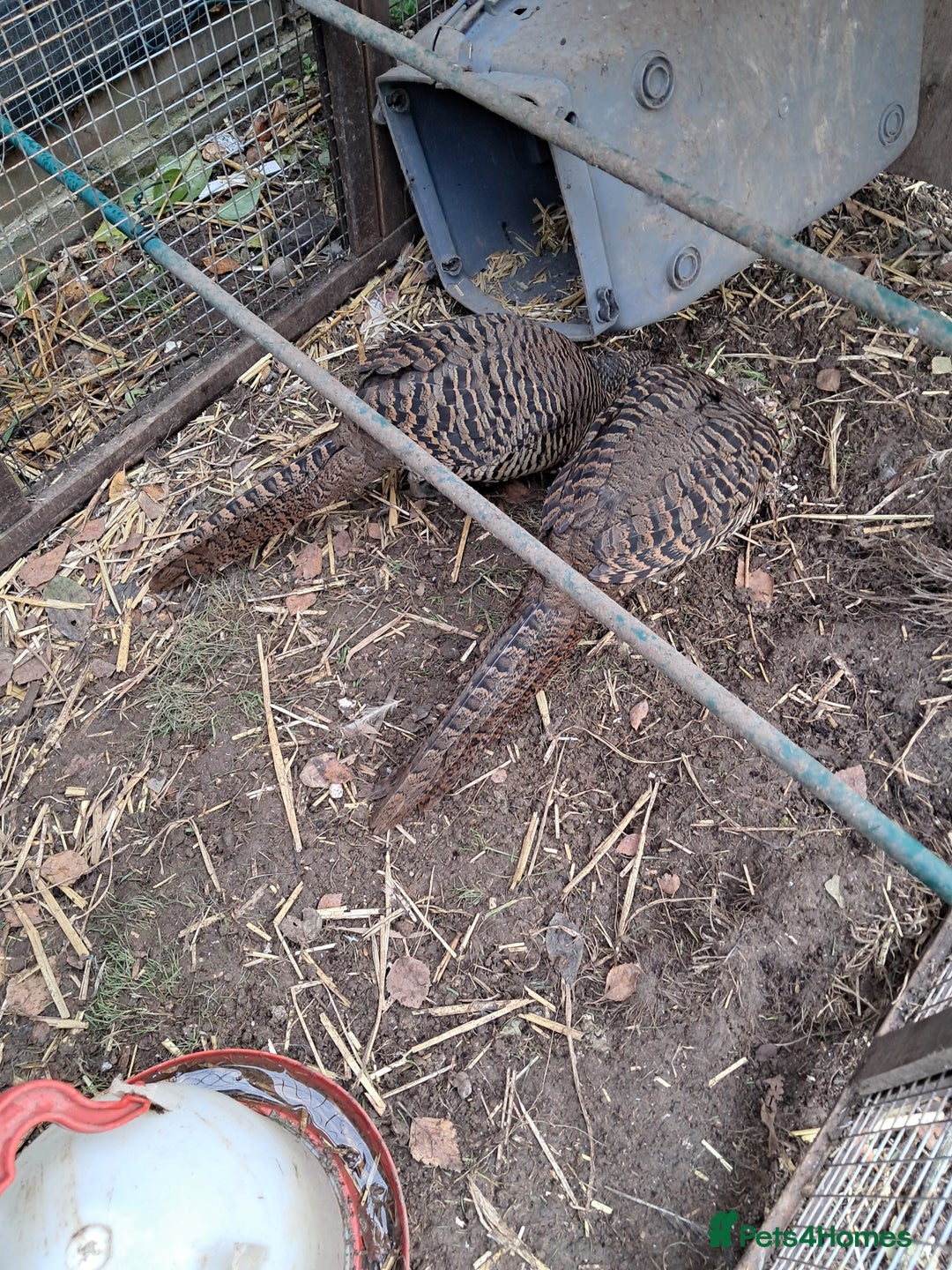 Pheasants poultry for sale: lady amherst pheasant  - Image 9
