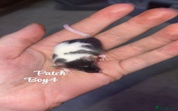Mouse rodents for sale: Baby mice males and females  in Honiton - Image 5