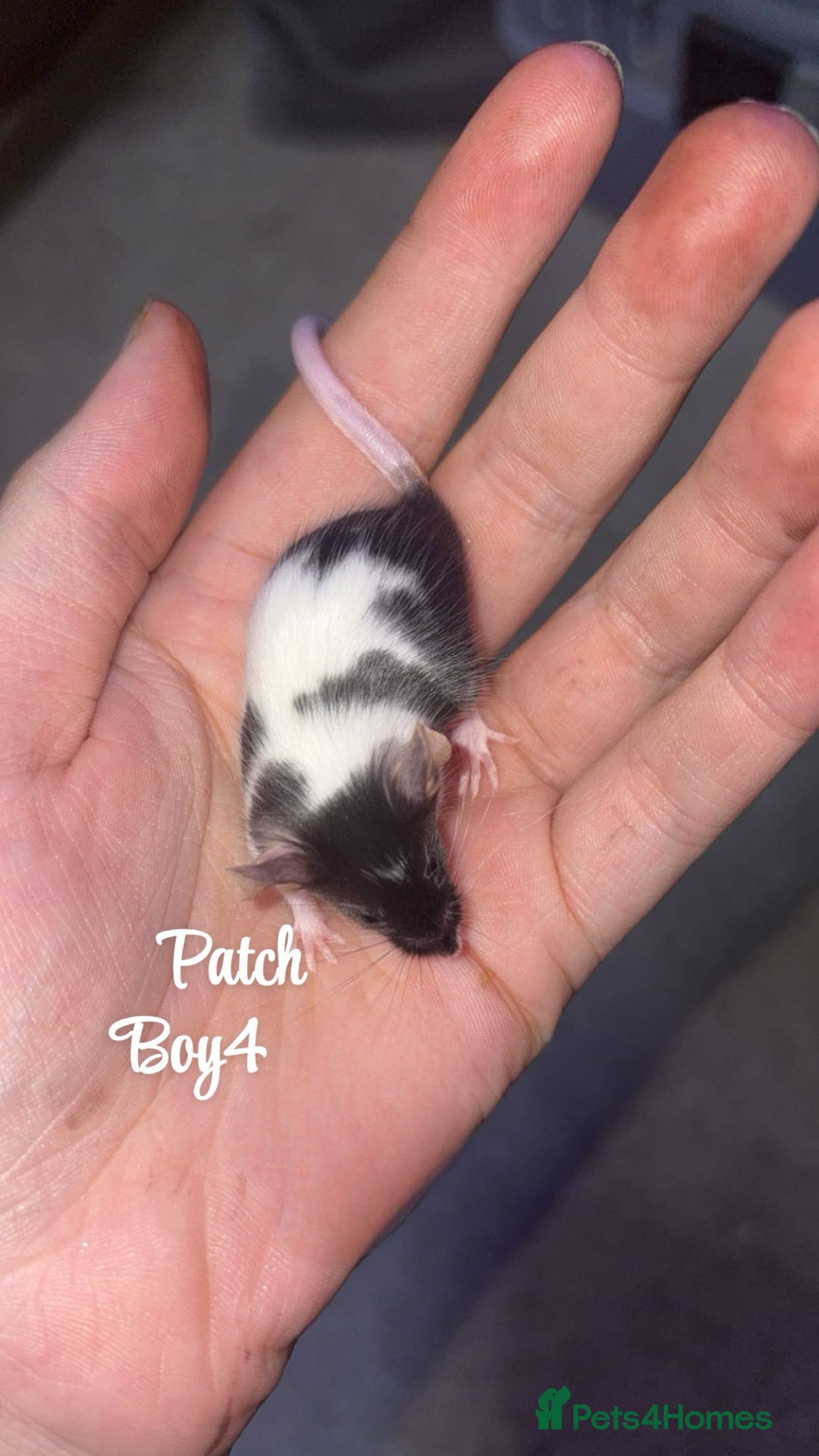 Mouse rodents for sale: Baby mice males and females  in Honiton - Image 5