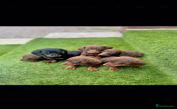 Miniature Dachshund dogs - Advert 15