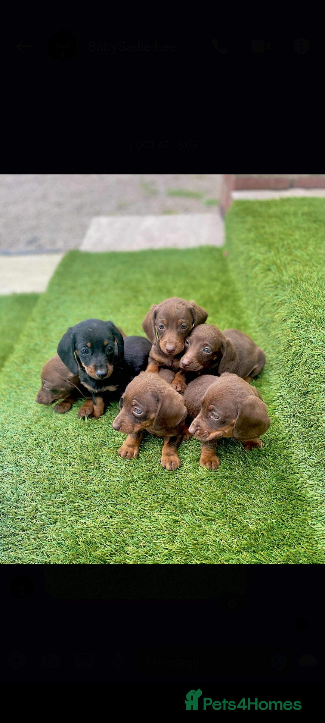Miniature Dachshund dogs for sale: dachshund pups  - Image 1