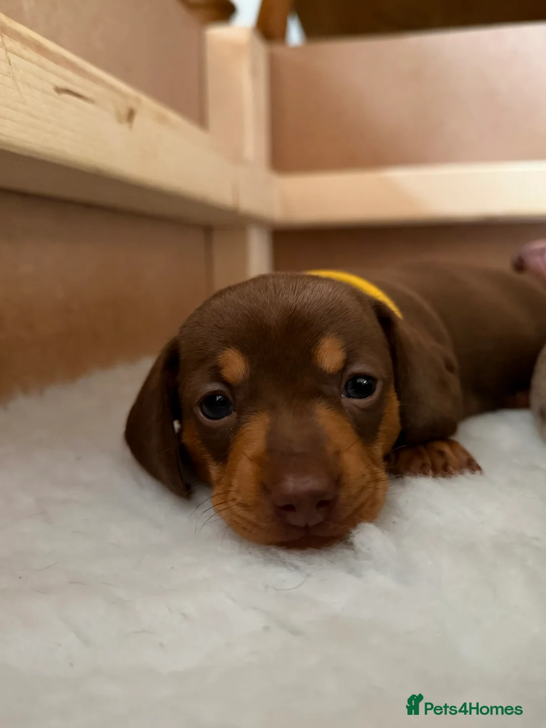Miniature Dachshund dogs for sale: KC Miniature Dachshund puppies for sale  in Colchester - Advert 13