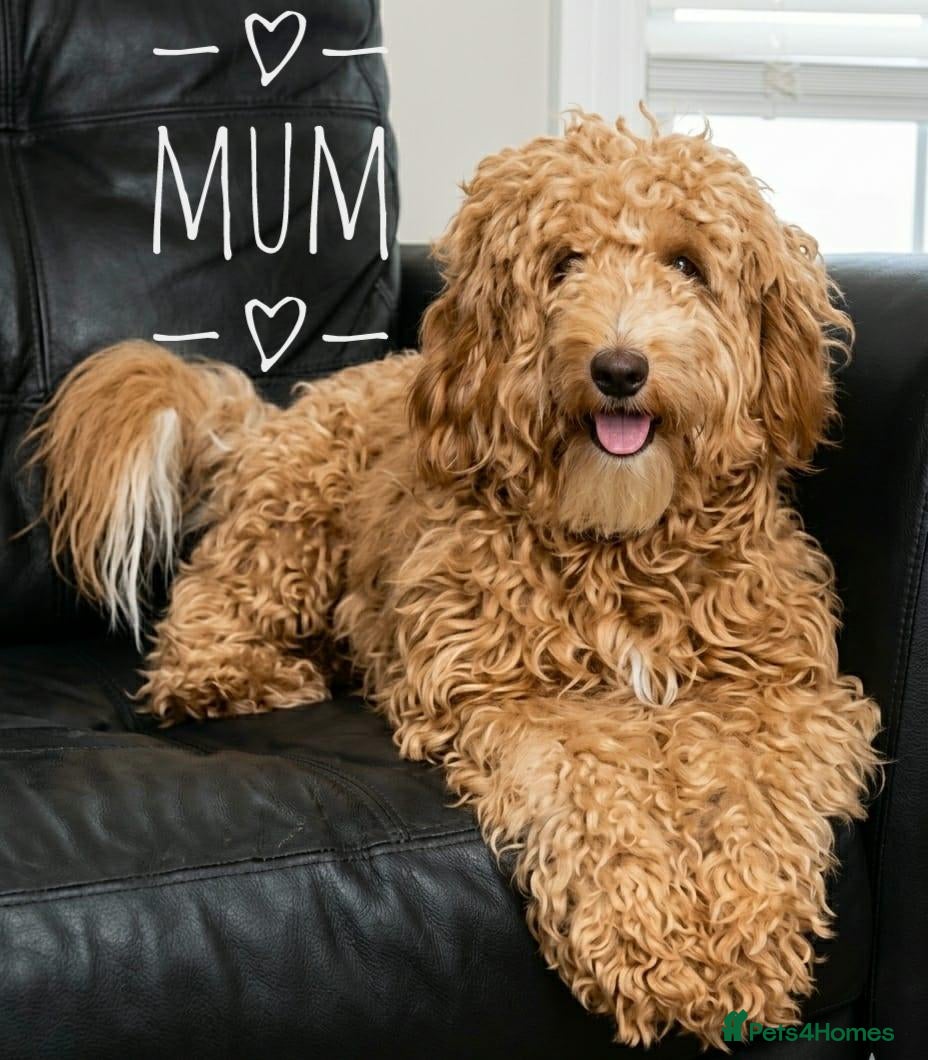 Australian Labradoodle dogs for sale: F2 F2 Miniature Australian Labradoodle Puppies - Advert 9
