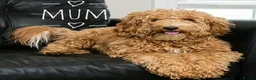 Australian Labradoodle dogs for sale: F2 F2 Miniature Australian Labradoodle Puppies - Advert 1
