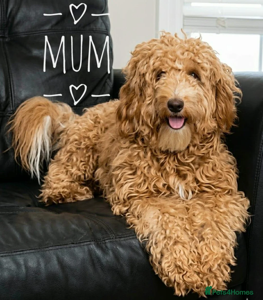 Australian Labradoodle dogs for sale: F2 F2 Miniature Australian Labradoodle Puppies - Advert 1