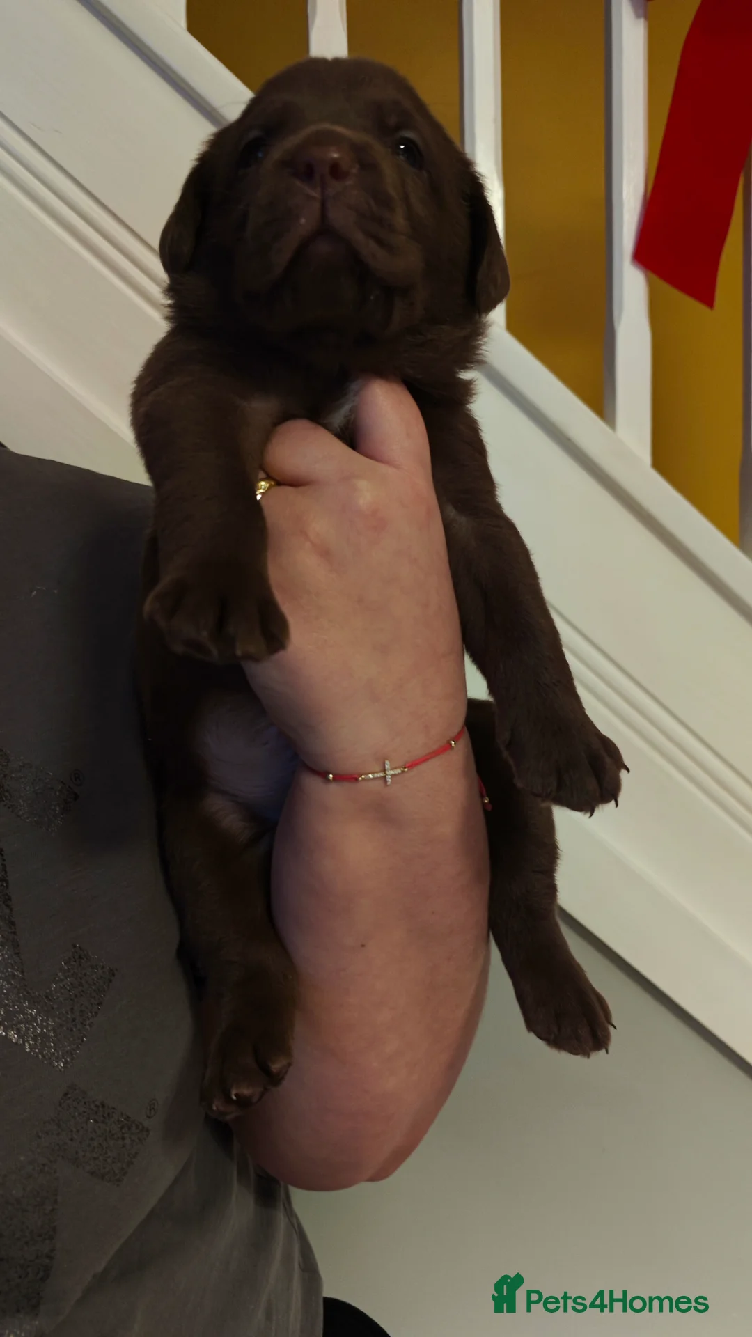 Labrador Retriever dogs for sale: Chocolate Labrador Retriever Puppies-Family Raised - Advert 28