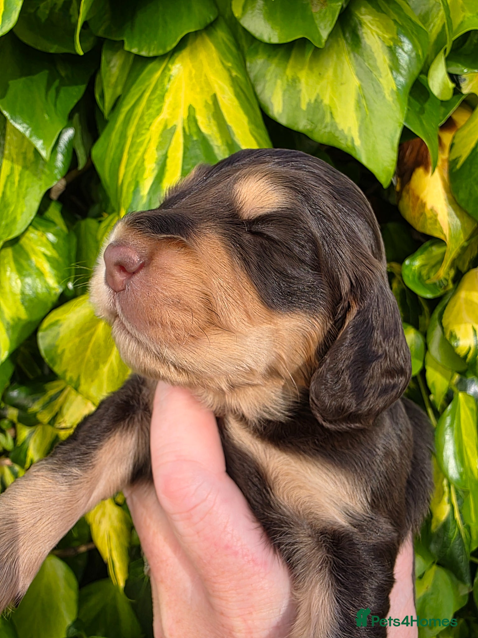 Cocker Spaniel dogs for sale: Black and chocolate tan point cockers  - Advert 18