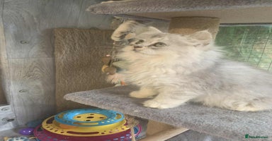 British Shorthair cats - Advert 7