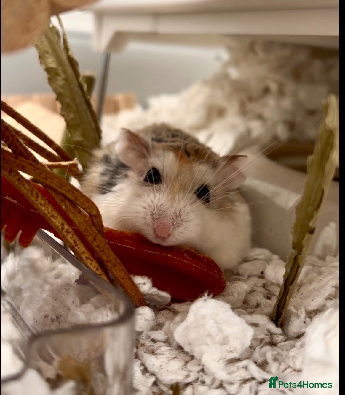 Hamster rodents Derek - sweet Roborovski Hamster for adoption  - Advert 4