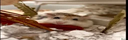 Hamster rodents for sale: Derek - sweet Roborovski Hamster for adoption  in Buntingford - Advert 1