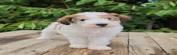 Standard Poodle dogs for sale: Parti Colour Fox Terrier x Standard Poodle Pups - Advert 7