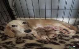 Miniature Dachshund dogs for sale: 2 male longhaired cream mini dachshunds. - Image 18
