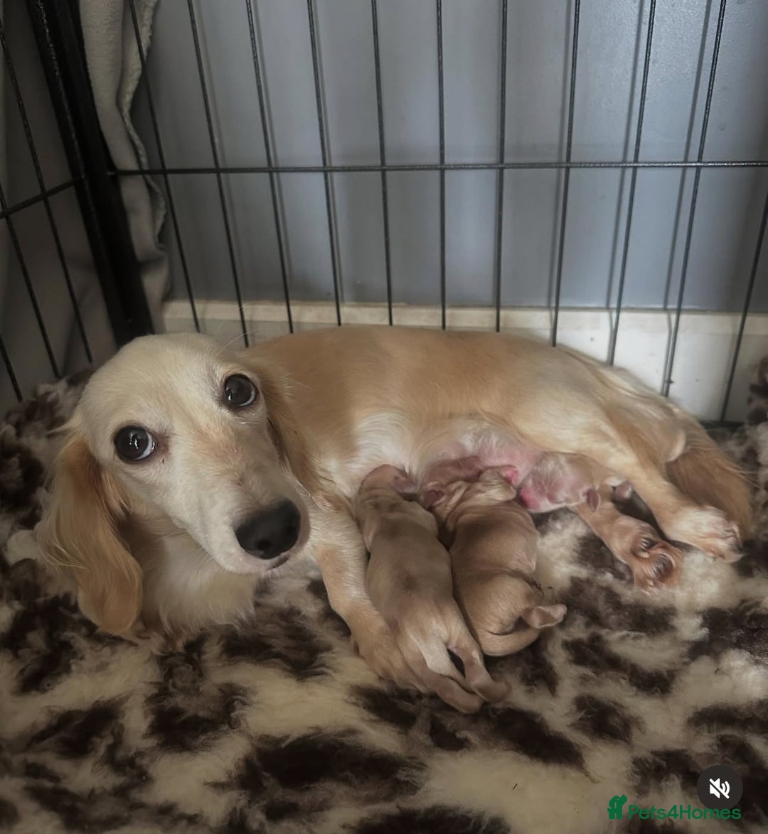 Miniature Dachshund dogs for sale: 2 male longhaired cream mini dachshunds. - Image 18