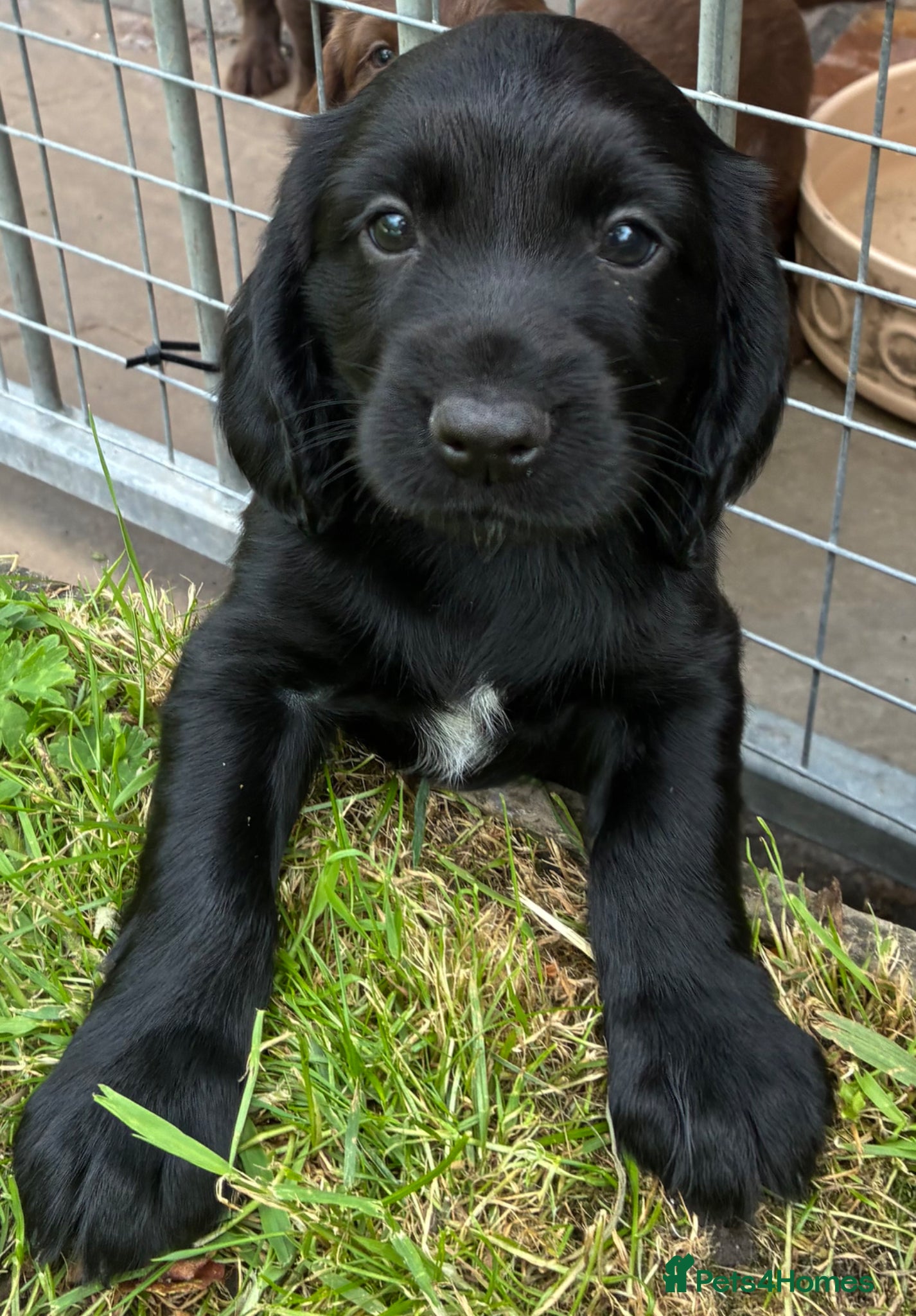 Cocker Spaniel dogs Cocker spaniel puppies  - Advert 1