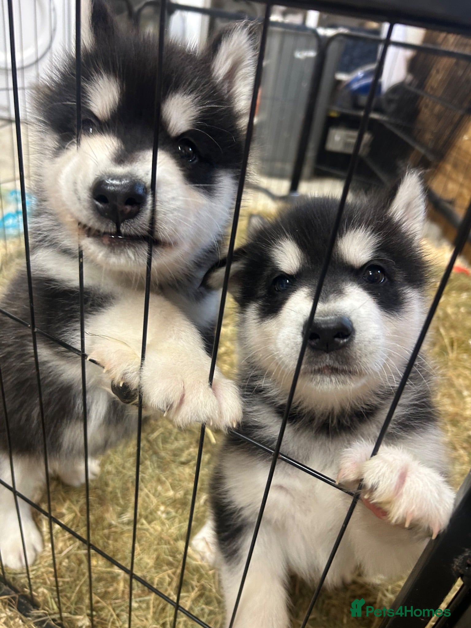 Alaskan Malamute dogs Purebred Alaskan Malamute - Advert 1
