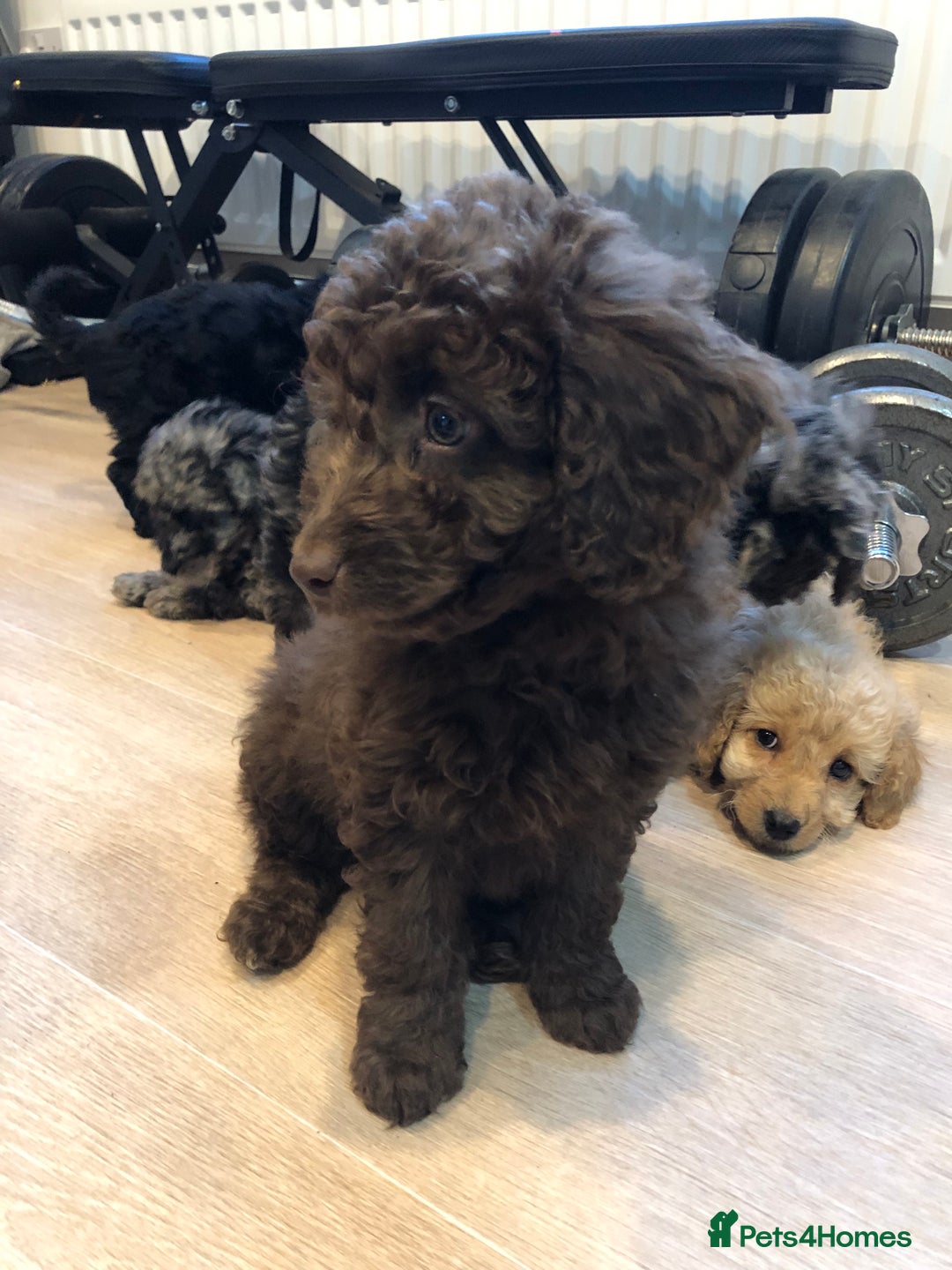 Labradoodle dogs for sale: READY NOW🧸Micro Miniature Teddybear Labradoodles  - Advert 32