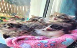 Ragdoll cats for sale: Adorable mixed Norwegian/Ragdoll left  in Dundee - Image 18
