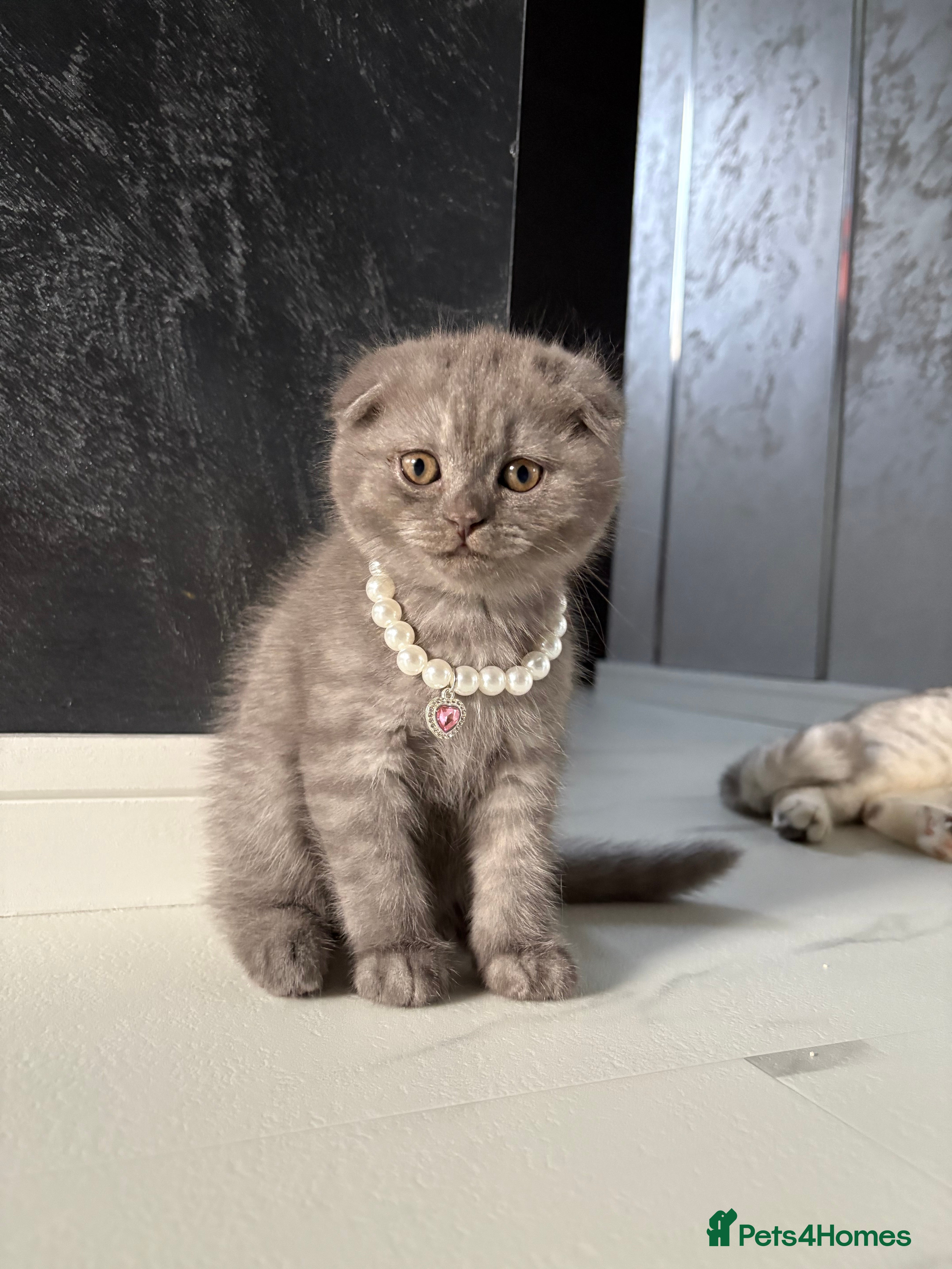 Scottish Fold cats Last Scottish Fold left - Advert 1