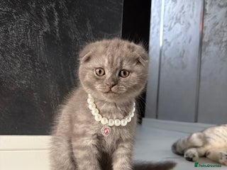 Scottish Fold cats Last Scottish Fold left - Advert 2