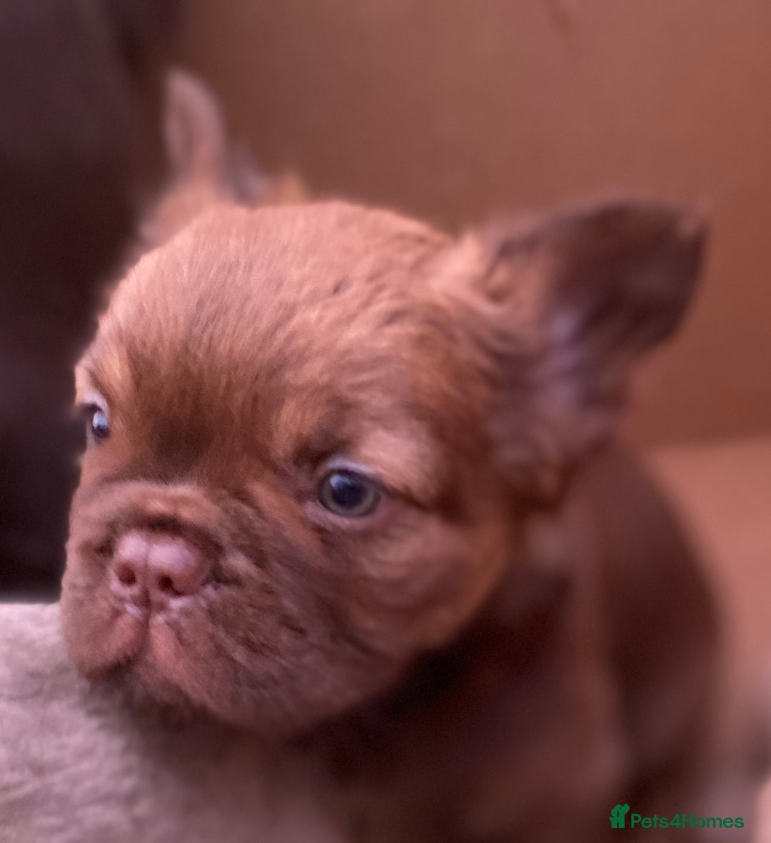 French Bulldog dogs for sale: READY TO LEAVE THIS WEEKEND FLUFFY FRENCH BULLDOGS - Advert 14