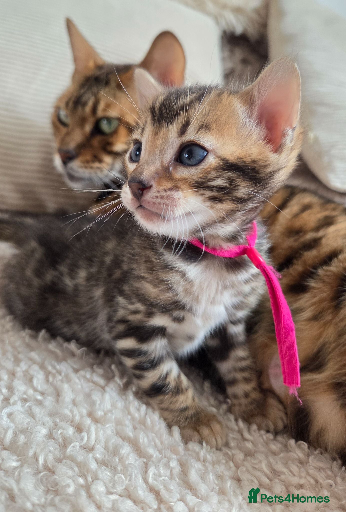 Bengal cats ⚜️Bengal kittens Tica registered ⚜️ - Advert 18