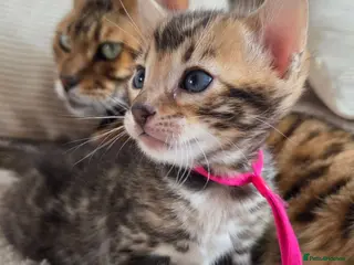 Bengal cats ⚜️Bengal kittens Tica registered ⚜️ - Advert 4